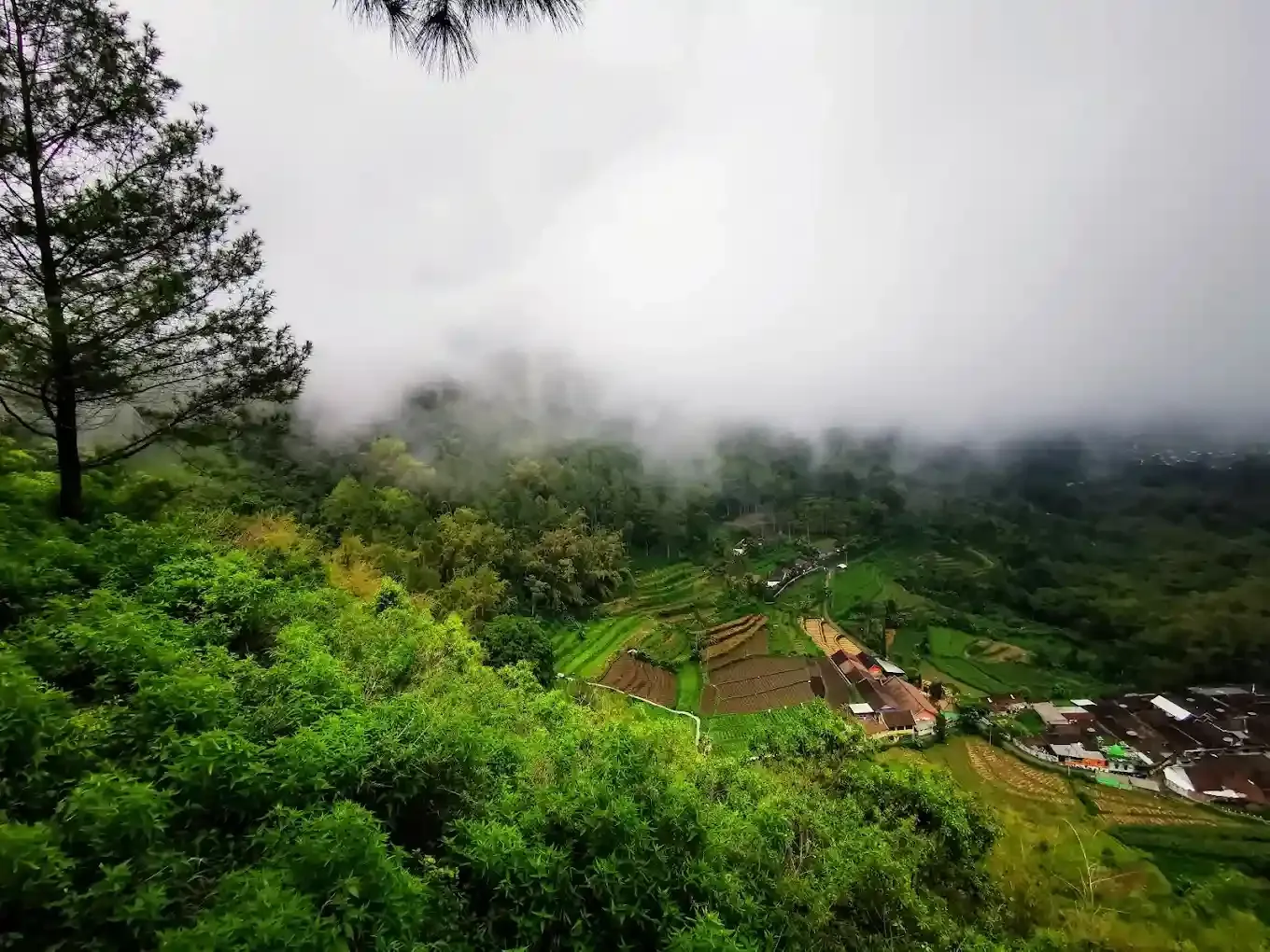 Goa Pinus Songgoriti.webp