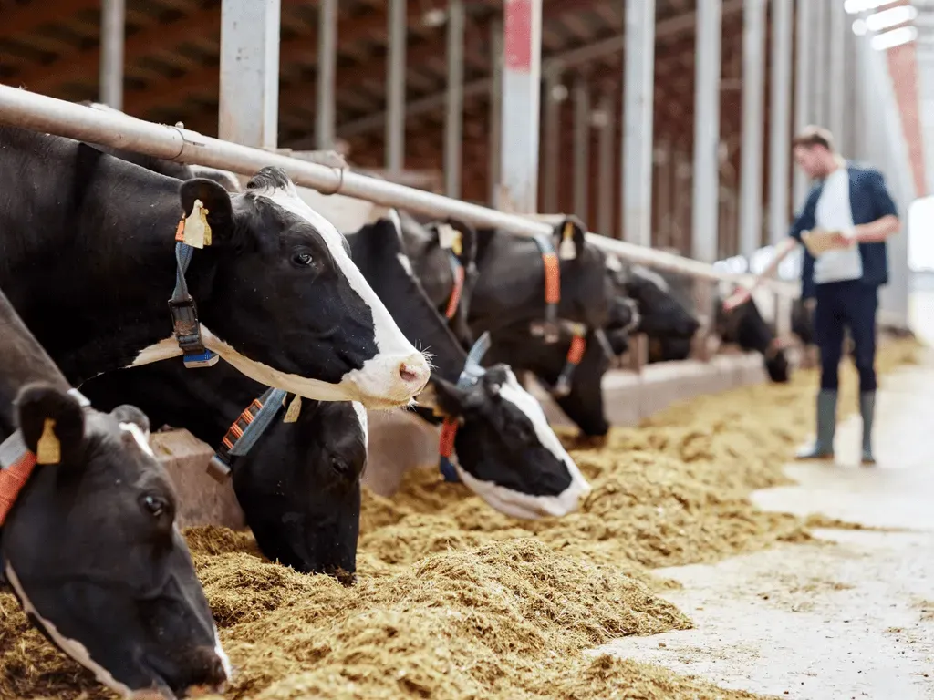 Jurusan Manajemen Rekayasa Pengolahan Pakan Ternak  Sumber Ruangguru.webp