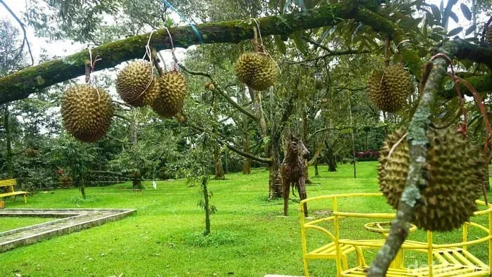 Kebun Durian Warso Farm.webp