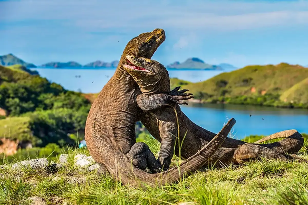 Pulau Komodo.webp