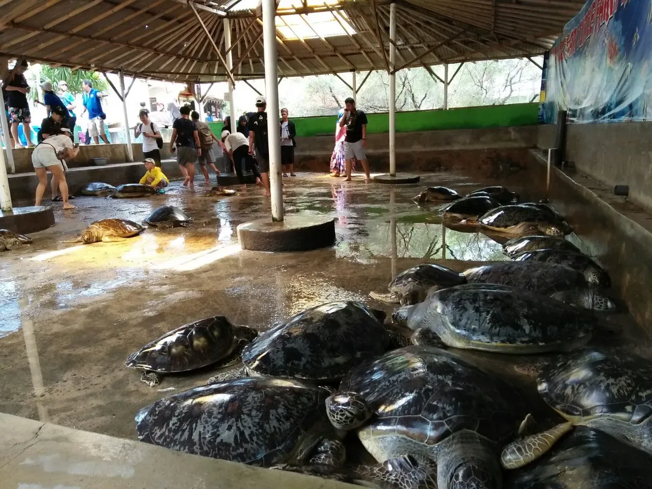 Pusat Konservasi Penyu Hijau.webp