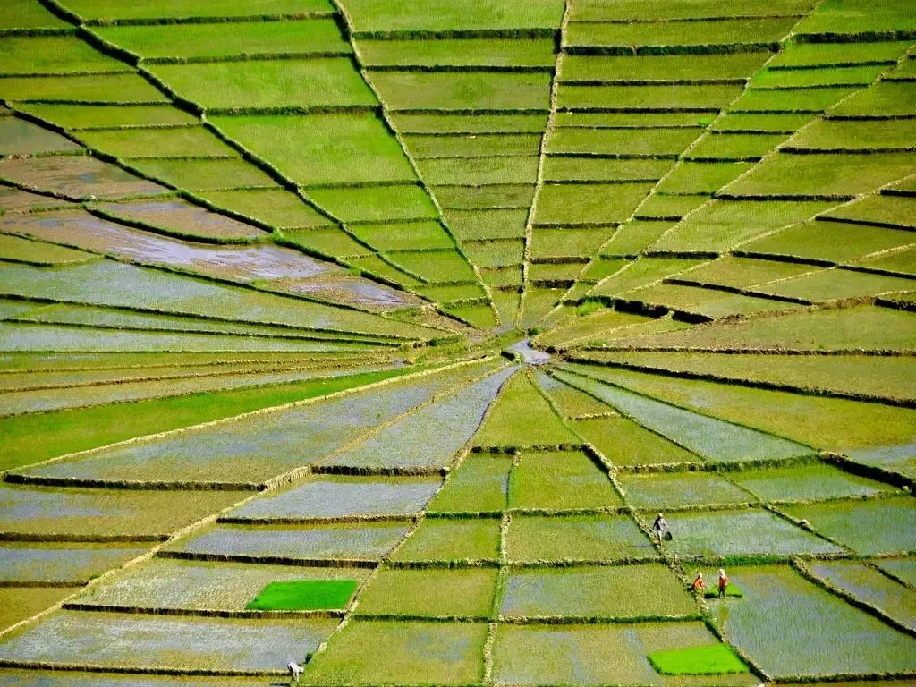 Sawah Jaring Laba-Laba (Cancar).webp