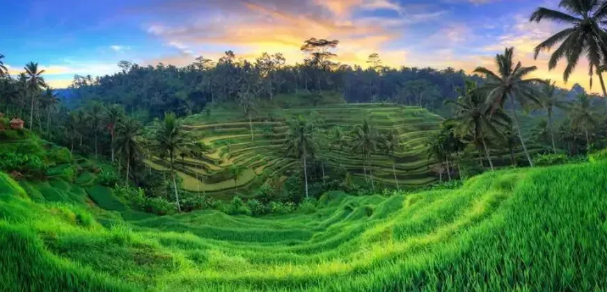 Sawah Terasering Tegalalang.webp