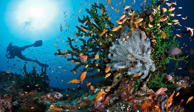 Taman Laut Pantar (Pulau Alor).webp