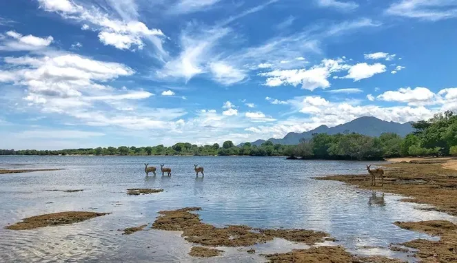 Taman Nasional Bali Barat.webp