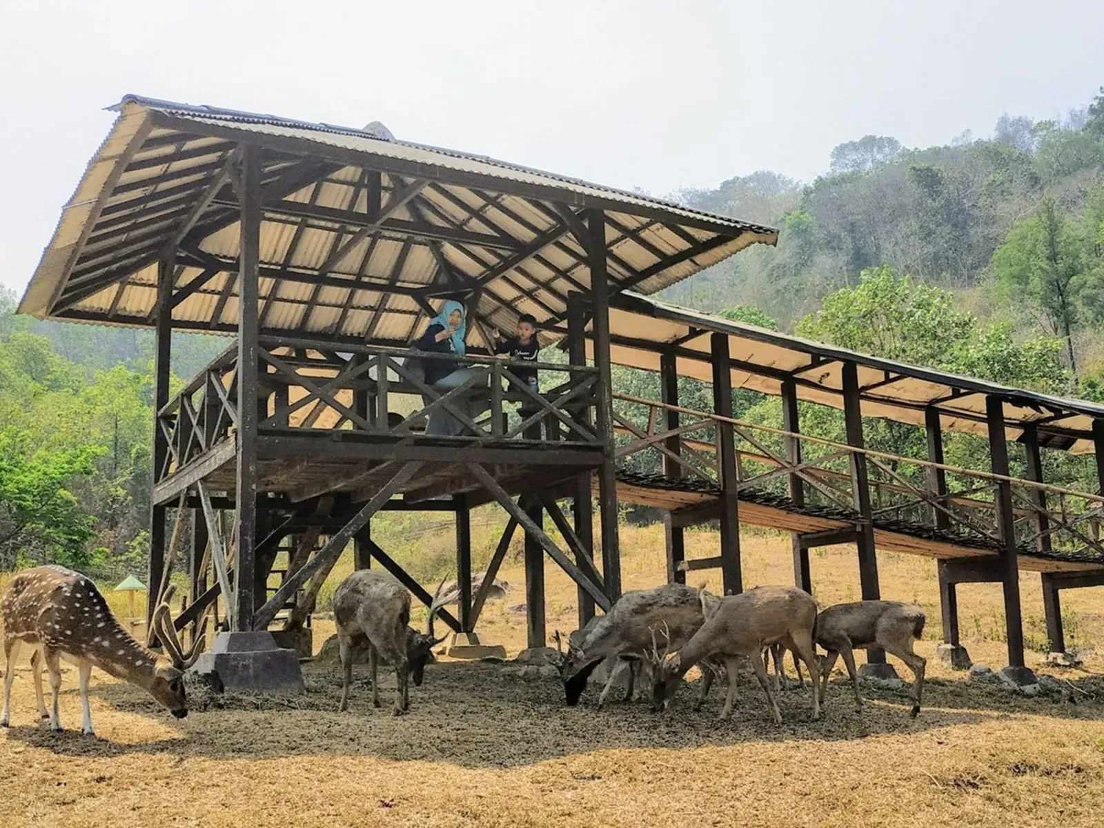 Wisata Penangkaran Rusa Giri Raya.webp