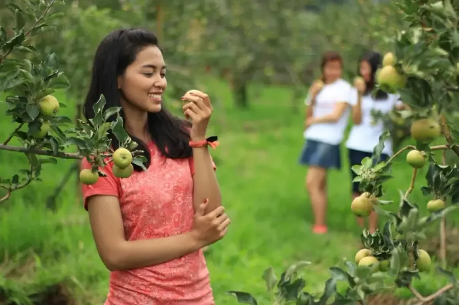 Wisata Petik Apel.webp
