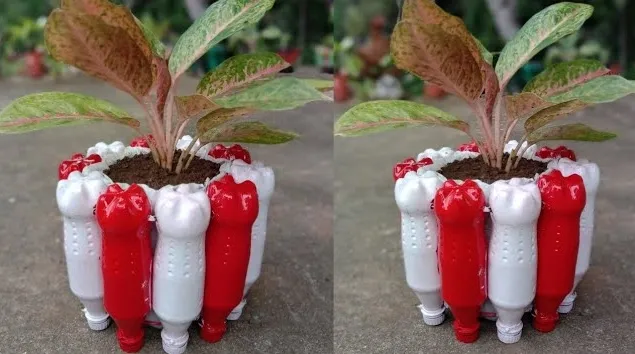 pot mini merah putih dekorasi 17 agustus di kantor.webp