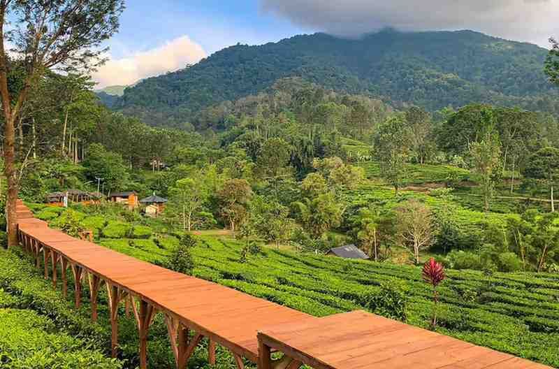 Agrowisata Gunung Mas I Sumber: Travel Kompas